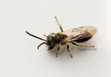 Andrena MY16 #3608