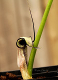 Arisaema kiushianum MY16 #5114