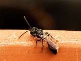 Aphid Wasp JN16 #0932