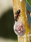 Camponotus nearcticus with scale insect  JN16 #4402