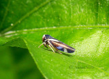 Leaf Hopper JN16 #3819