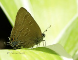 Banded or Hickory Hairstreak JL16 #4036