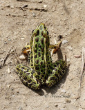 Northern Leopard Frog -  Rana pipiens AU16 #3672
