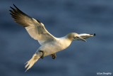 Northern Gannet