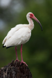 White Ibis