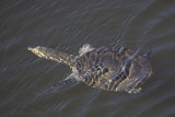 Soft shell turtle