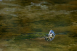 Red-bellied Turtle