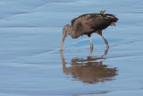 Glossy Ibis