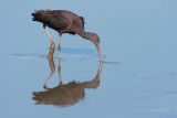 Glossy Ibis