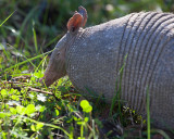 Armadillo