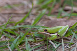 Green Treefrog