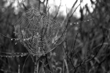 Spider web (B/W)