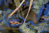 Banded watersnake