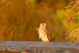 Coopers Hawk