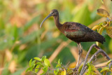 Glossy Ibis