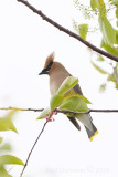 Cedar Waxwing
