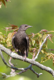 Common Starling