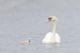 Mute Swan