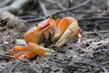 Sand Crab