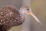 Limpkin