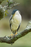 Black-crowned Night Heron 