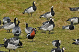 Red-breasted goose (Branta ruficollis)