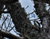 Middle-spotted Woodpecker (Dendrocopos medius)