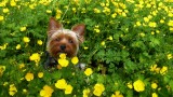 Hiding among the buttercups