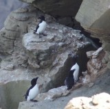 Razorbill