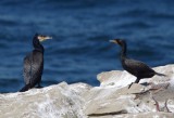 Gt and DC Cormorants