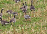 Pinkfooted goose