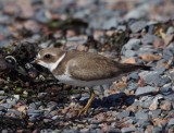 Semipalmated plover