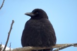 American Crow