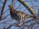 Ruffed grouse