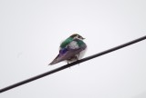 Violet green swallow