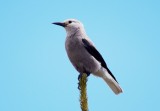 Clarks Nutcracker