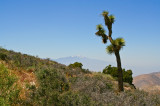 Joshua Tree!