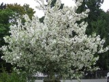 Springtime in the Rhine Valley