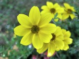 Wildflowers in the Engadine