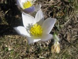 Wildflowers in the Engadine