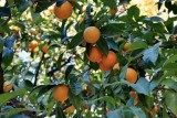 Orange Trees in Seville