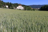 Summer scene in Ligerz