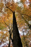 Tardor a La Fageda den Jord