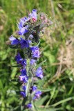 Wildflowers in the Engadin