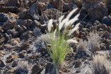 Fountain Grass.jpg