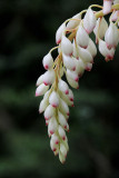 Pearl ginger Lyon Arboretum