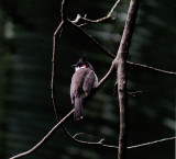 honolulu_lyon_arboretum