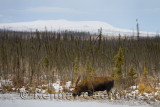 Male bull moose with antlers grazing on submerged vegetation in frozen pond along the Dalton Highway Alaska