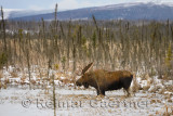 Male bull moose with antlers wading in frozen pond along the Dalton Highway Alaska