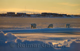 Polar Bear sow and cubs near the Eskimo village of Kaktovik Alaska in the Arctic afternoon